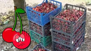Има български череши, но няма къде да се продават (видео)