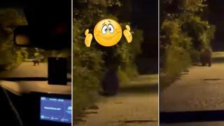 Мечка се появи в района на Бояна (видео)