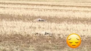 Градушката в Казанлъшко е причинила смъртта на десетки щъркели и зайци (видео)