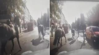 Отново препускащи гвардейски коне в центъра на Лондон (видео)