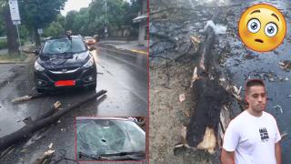 Дърво падна върху движещ се автомобил и за малко не уби жена в Пловдив (видео)