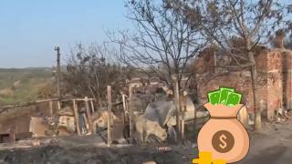 Държавата обеща петцифрена сума на фермера, чието стадо овце изгоря (видео)