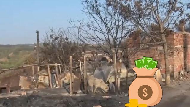 Държавата обеща петцифрена сума на фермера, чието стадо овце изгоря (видео)