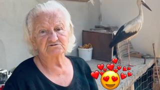 Млад и неориентиран щъркел обикаля из Горна Оряховица