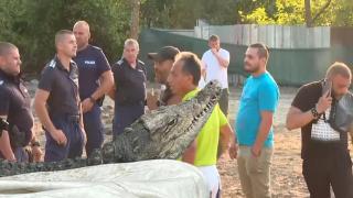 Извеждат крокодила, отглеждан в квартал на София (видео)