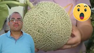 Бизнесмен от Плевен е човекът, дал 10 000 лева за пъпеш (видео)