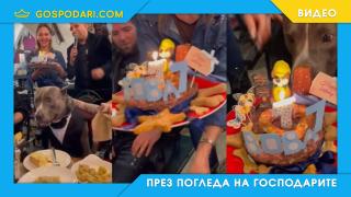 Как се празнува рожден ден на куче в България? (видео)