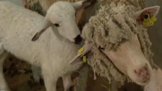 Това е Теодоро, първото генетично модифицирано агне в Испания (видео)
