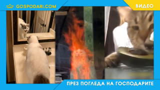 Котките опитомяват човечеството (видео)