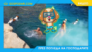Кучето гмуркач Тити от Малта (видео)