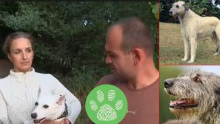 Вълкодав без повод и намордник нападна малко куче и собственика му (видео)