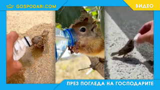 На помощ на животните (видео)