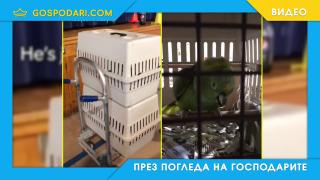 Папагал стряска собственика си с изумителен детски плач (видео)