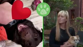 Неизвестен застреля куче-асистент на жена с диабет (видео)