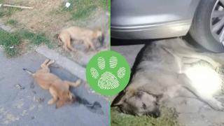 В Бобов дол продължават да убиват десетки бездомни кучета и котки (видео)