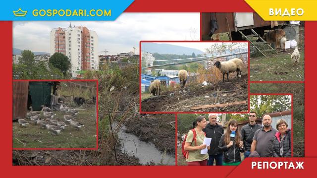 Кравар от години превзема частни и общински имоти в столичен квартал, институциите си прехвърлят отговорността (РЕПОРТАЖ)