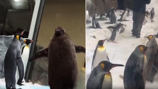 9-месечно пингвинче се превърна в интернет сензация (видео)