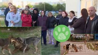 Варненски квартал пропищя от глутница бездомни кучета (видео)