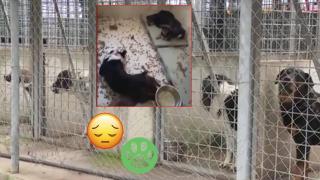 Кучета продължават да живеят в мизерни условия в приют в София (видео)