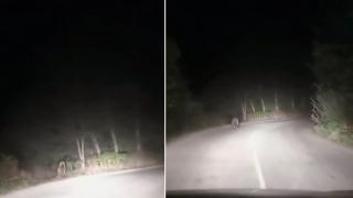 Мечка изненада шофьори на пътя между Девин и Борино (видео)
