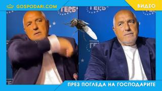 Борисов нападнат от...муха (видео)