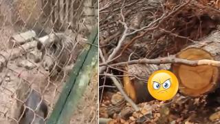 Бракониери вилнеят необезпокоявани на Витоша (видео)