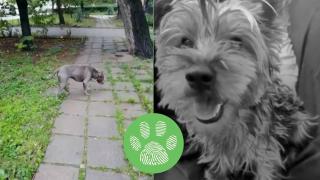 Питбул без намордник и стопанин уби малко куче в столична градинка (видео)