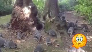 Десетки гладни еноти нападнаха частен имот в САЩ (видео)