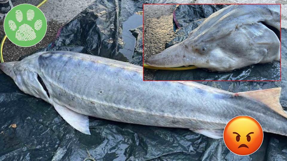 Бракониери са погубили изключително рядка и защитена моруна край Свищов