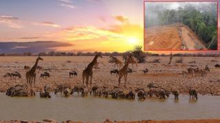 Дивите животни на Земята са намалели със 73% за последните 50 години (видео)