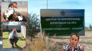 Аграрният университет в Пловдив умъртви 900 птици заради птичи грип (видео)