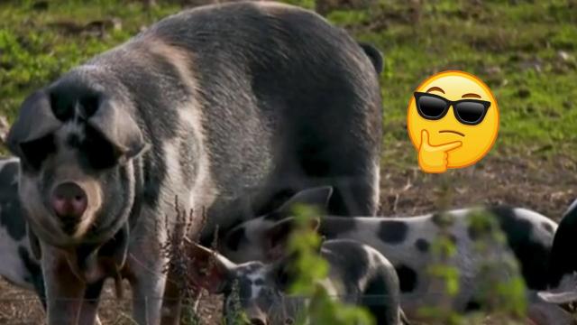 AI преведе езика на прасетата (видео)