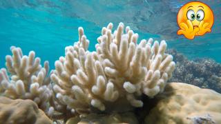 Изследователи забелязаха тревожно избелване на корали в Червено море 