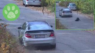Шофьор в Софийско умишлено помете куче посред бял ден (видео)