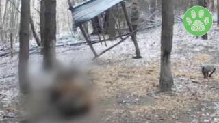 Бракониери застреляха благороден елен, следили го с термокамери (видео)