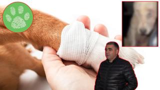 Отново изоставиха куче в безпомощно състояние - този път в София (видео)