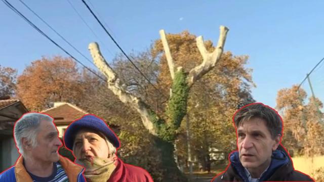 Граждани и община спорят за премахването на стар чинар в Пловдив (видео)