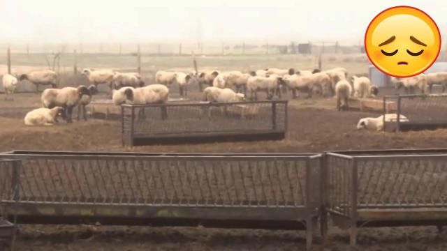 В Сливенско умъртвяват животните, заразени с шарка (видео)