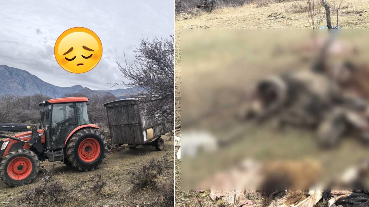 Откриха останки от мъртви селскостопански животни в резерват „Джендема”