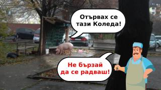 Прасе се разхожда по улиците на старозагорски квартал (снимки)