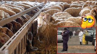 Стопани в Крушаре отказват животните им да бъдат тествани за шарка