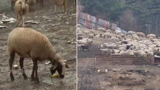 Няма да се умъртвяват животни от фермата във Велинград, налагат карантина