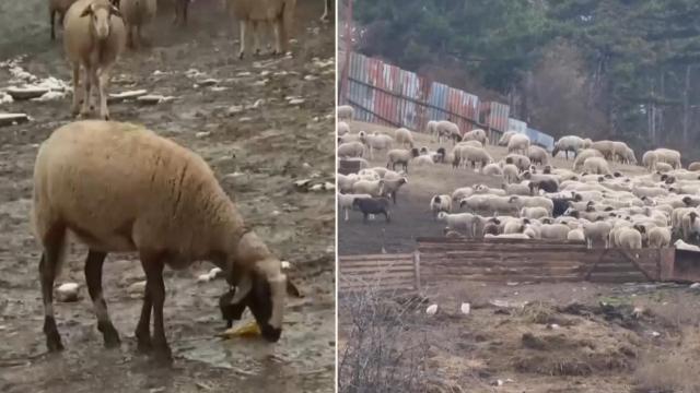 Няма да се умъртвяват животни от фермата във Велинград, налагат карантина