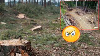 Бум на незаконната сеч в Югозападна България