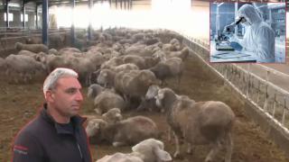 Животни в Карнобатско измират от нелечима болест, а БАБХ не реагира (видео)