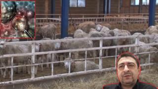 БАБХ: Болните животни в Карнобатско са поставени под карантина (видео)