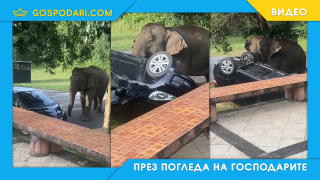Слон срещу неправилното паркиране (видео)
