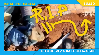 Жена спасява гризач, кучето го утилизира (видео)