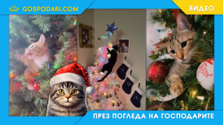 Котки срещу елхи 2024 (видео)