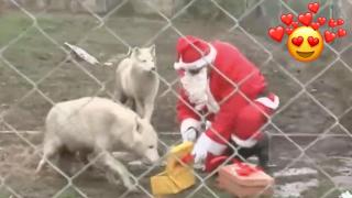 И животните в зоопарка в Бургас получиха подаръци за Коледа (видео)